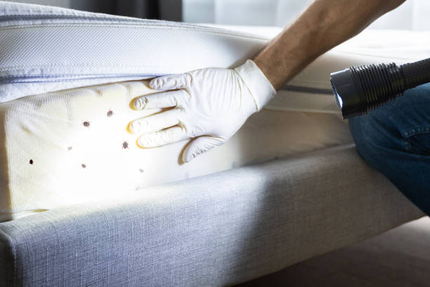Best Local Pest Control Services  in Ramblewood, NJ