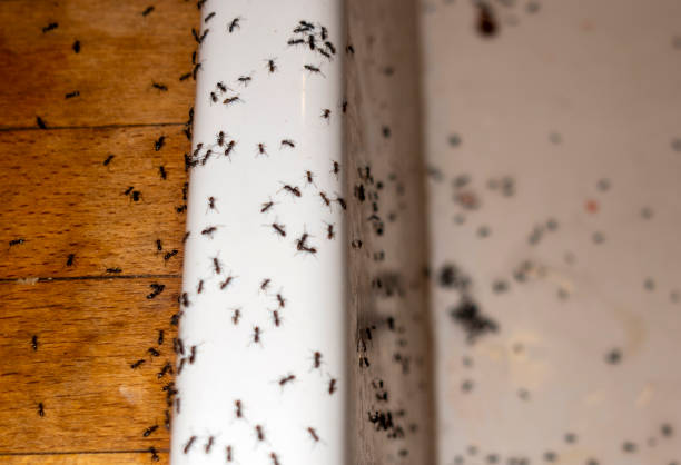 Best Best Pest Control Companies  in Ramblewood, NJ